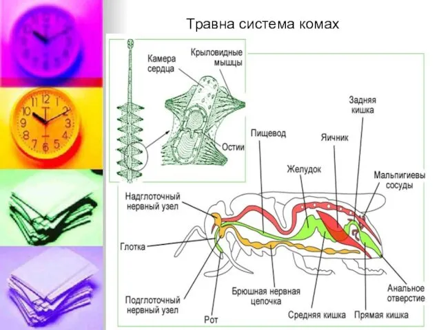 Травна система комах