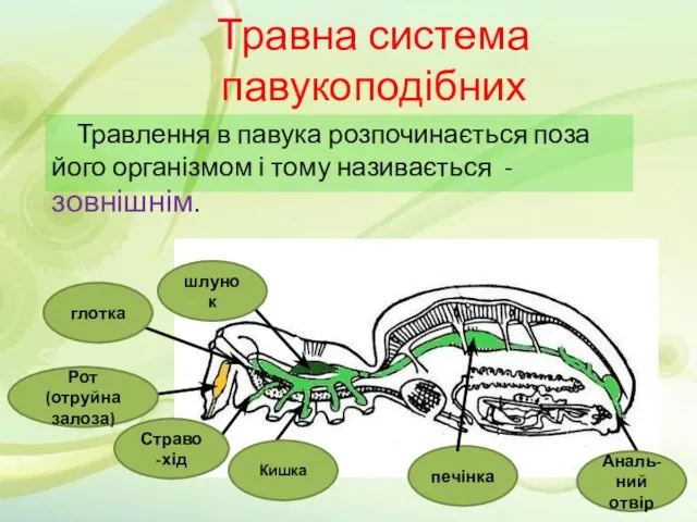 Травна система павукоподібних Травлення в павука розпочинається поза його організмом