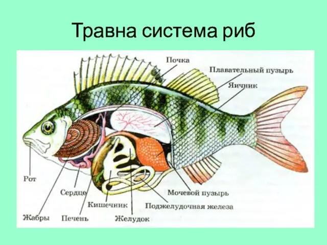 Травна система риб