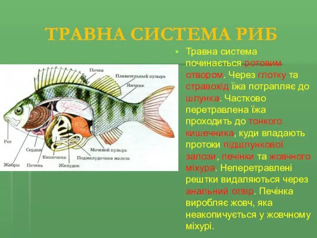 ТРАВНА СИСТЕМА РИБ Травна система починається ротовим отвором. Через глотку