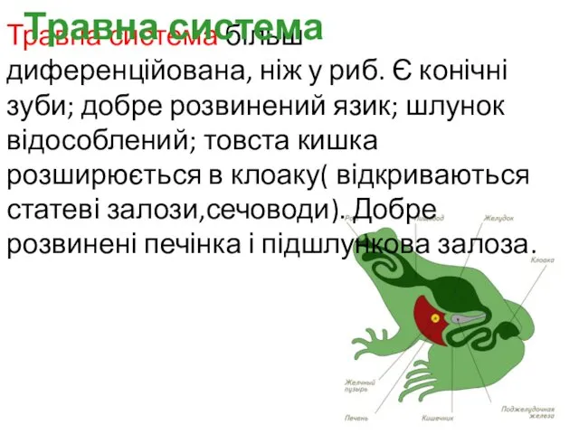 Травна система більш диференційована, ніж у риб. Є конічні зуби;