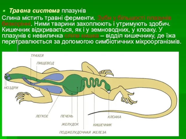 Травна система плазунів Слина містить травні ферменти. Зуби у більшості