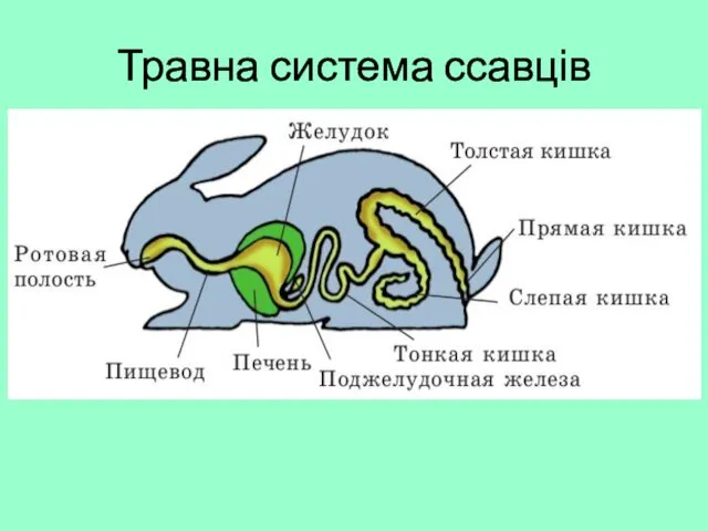 Травна система ссавців