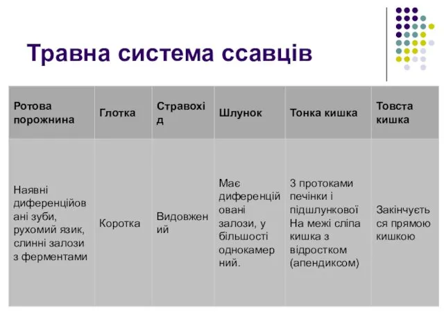 Травна система ссавців