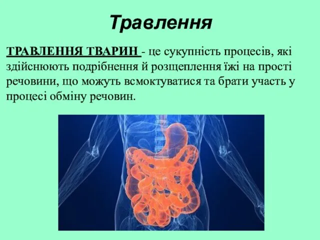 Травлення ТРАВЛЕННЯ ТВАРИН - це сукупність процесів, які здійснюють подрібнення