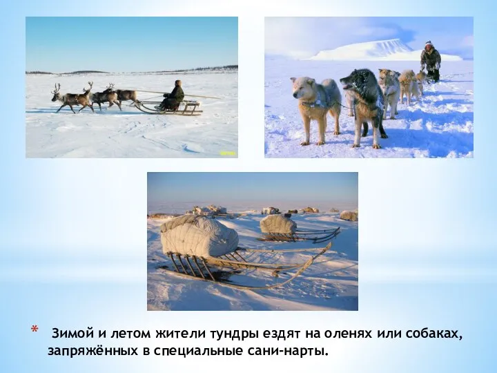 Зимой и летом жители тундры ездят на оленях или собаках, запряжённых в специальные сани-нарты.