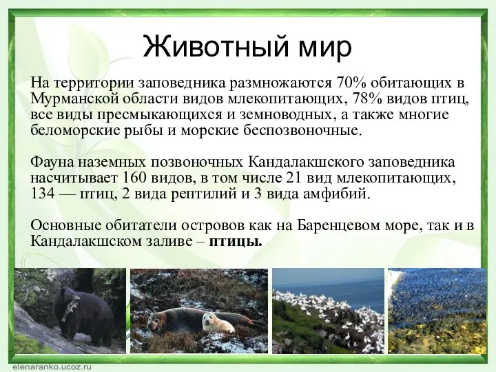 Животный мир На территории заповедника размножаются 70% обитающих в Мурманской