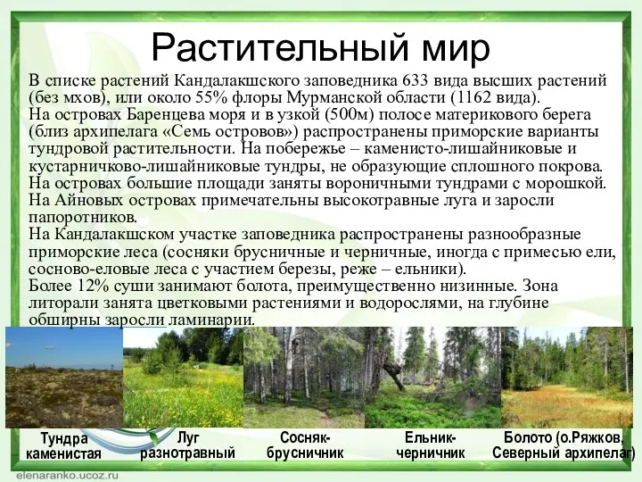 Растительный мир В списке растений Кандалакшского заповедника 633 вида высших растений (без мхов),