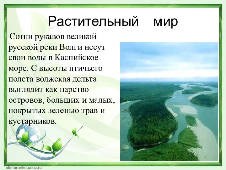 Растительный мир Сотни рукавов великой русской реки Волги несут свои