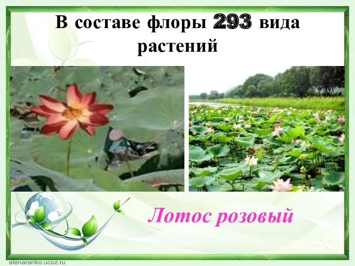 В составе флоры 293 вида растений Лотос розовый