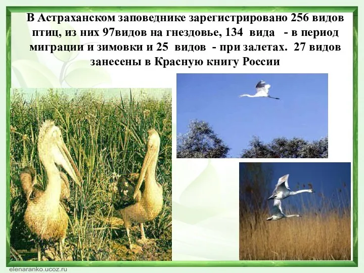 В Астраханском заповеднике зарегистрировано 256 видов птиц, из них 97видов на гнездовье, 134