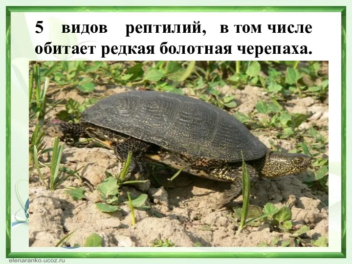5 видов рептилий, в том числе обитает редкая болотная черепаха.