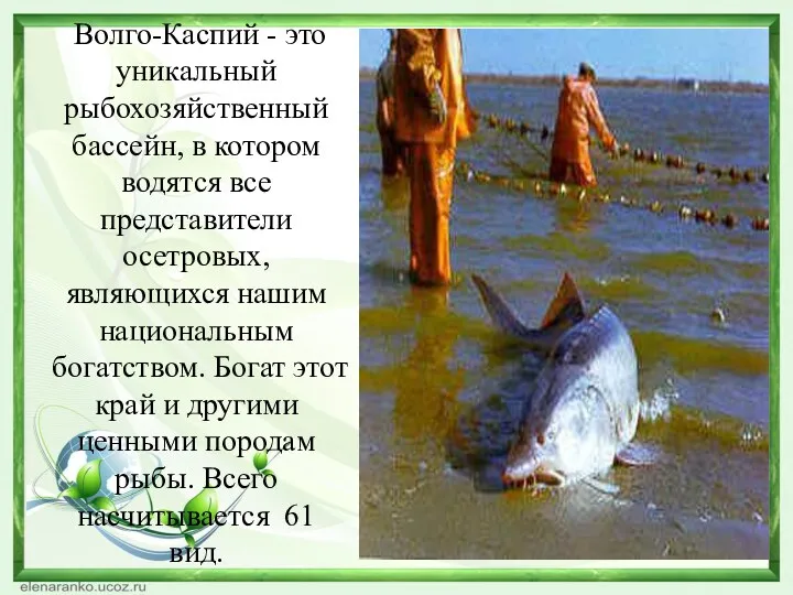 Волго-Каспий - это уникальный рыбохозяйственный бассейн, в котором водятся все представители осетровых, являющихся