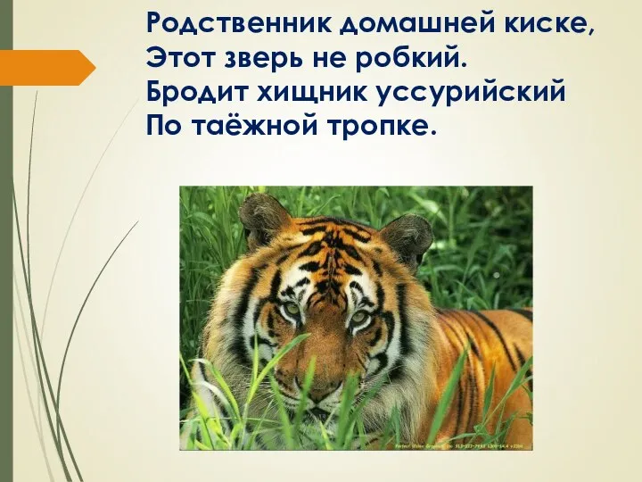 Родственник домашней киске, Этот зверь не робкий. Бродит хищник уссурийский По таёжной тропке.