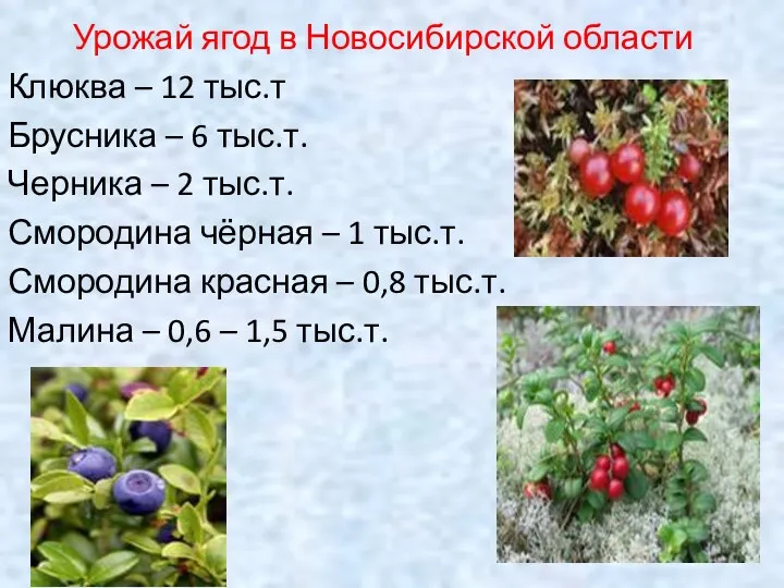 Урожай ягод в Новосибирской области Клюква – 12 тыс.т Брусника