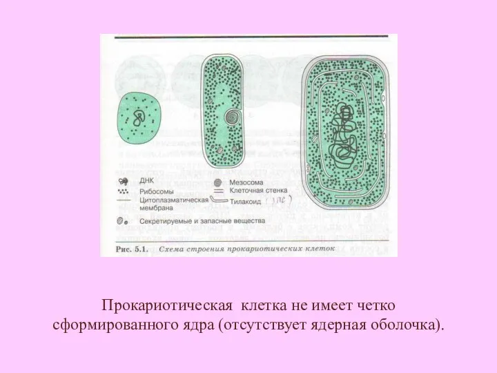 Прокариотическая клетка не имеет четко сформированного ядра (отсутствует ядерная оболочка).