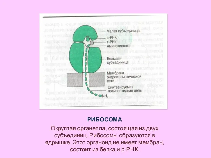 РИБОСОМА Округлая органелла, состоящая из двух субъединиц. Рибосомы образуются в