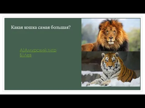 Какая кошка самая большая? А)Амурский тигр Б)Лев