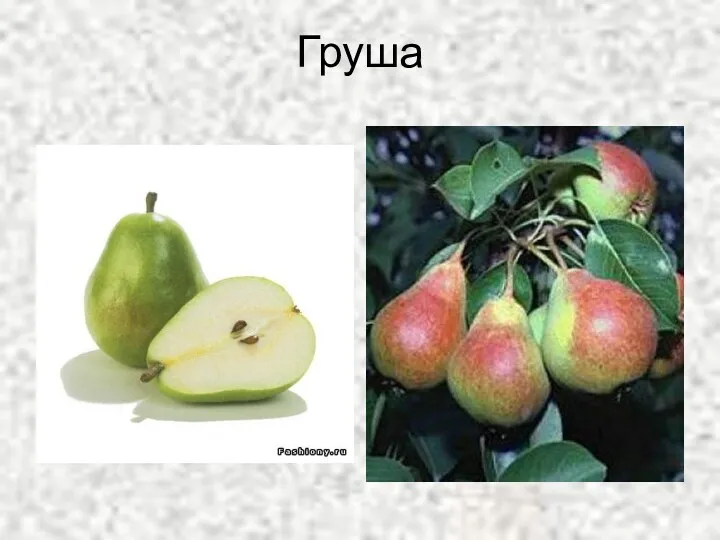 Груша