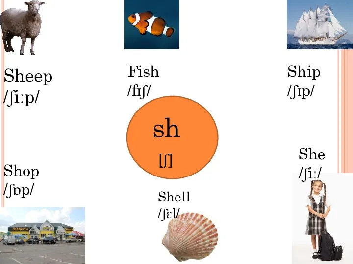 sh [ʃ] Sheep /ʃiːp/ Fish /fɪʃ/ Ship /ʃɪp/ Shop /ʃɒp/ Shell /ʃɛl/ She /ʃiː/