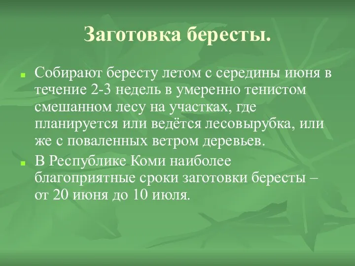 Заготовка бересты. Собирают бересту летом с середины июня в течение