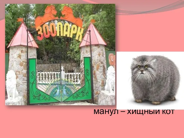 манул – хищный кот