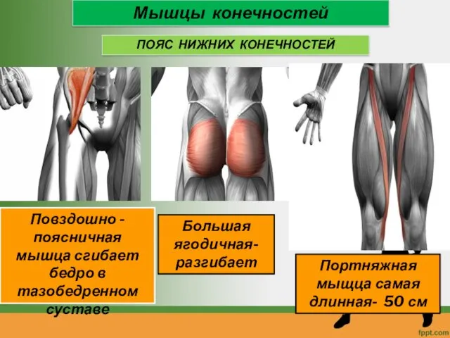 Мышцы конечностей ПОЯС НИЖНИХ КОНЕЧНОСТЕЙ Повздошно - поясничная мышца сгибает