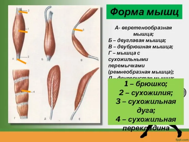 Форма мышц А- веретенообразная мышца; Б – двуглавая мышца; В