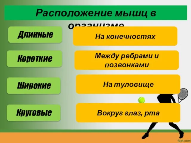 Расположение мышц в организме Длинные Короткие Широкие Круговые На конечностях