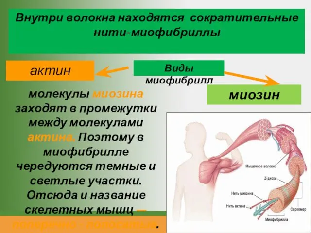Внутри волокна находятся сократительные нити-миофибриллы актин миозин молекулы миозина заходят