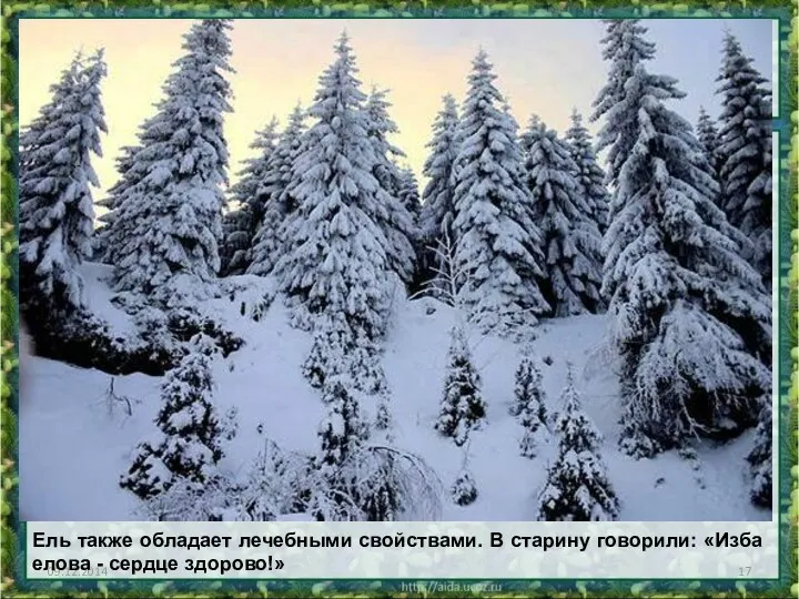 09.12.2014 Ель также обладает лечебными свойствами. В старину говорили: «Изба елова - сердце здорово!»