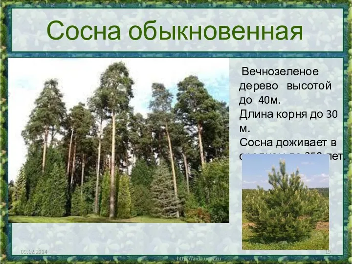 Сосна обыкновенная Вечнозеленое дерево высотой до 40м. Длина корня до 30 м. Сосна