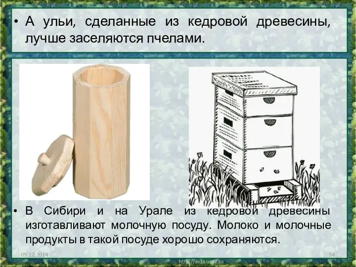 А ульи, сделанные из кедровой древесины, лучше заселяются пчелами. В Сибири и на