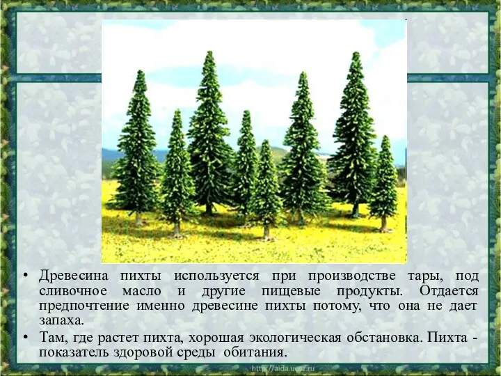 Древесина пихты используется при производстве тары, под сливочное масло и другие пищевые продукты.