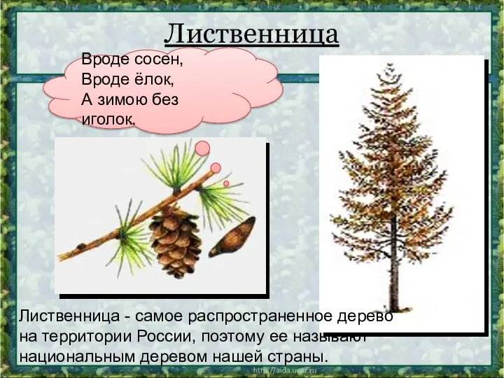 Лиственница Лиственница - самое распространенное дерево на территории России, поэтому ее называют национальным