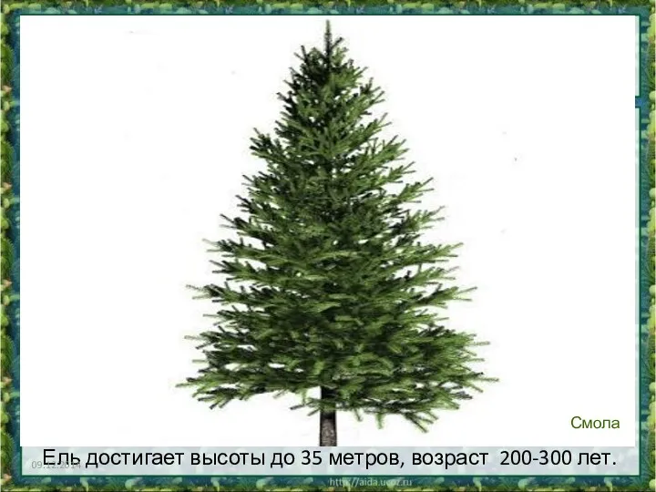 Ель достигает высоты до 35 метров, возраст 200-300 лет. 09.12.2014 Смола