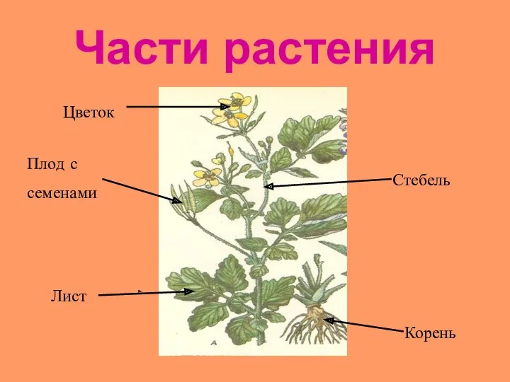 Части растения Корень Стебель Лист Цветок Плод с семенами