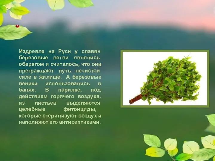 Издревле на Руси у славян березовые ветви являлись оберегом и