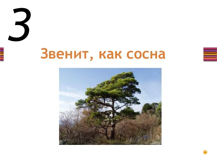 З Звенит, как сосна