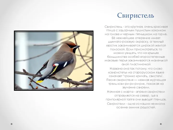 Свиристель Свиристель - это крупная, очень красивая птица с задорным