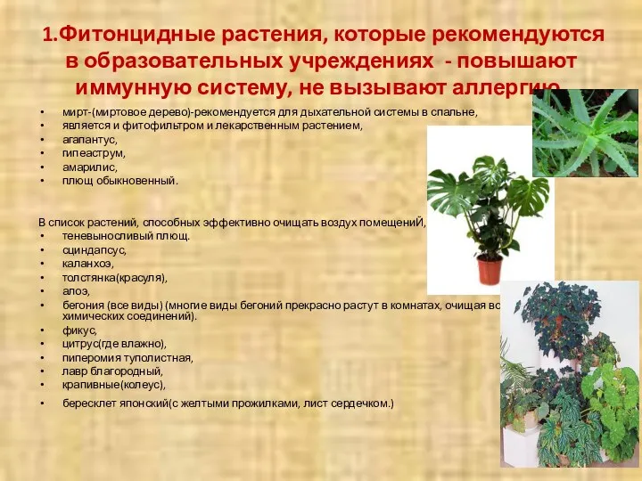1.Фитонцидные растения, которые рекомендуются в образовательных учреждениях - повышают иммунную