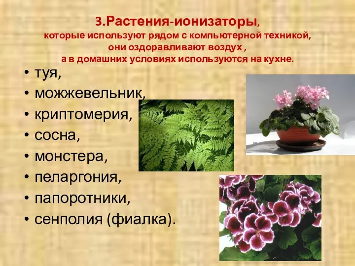 3.Растения-ионизаторы, которые используют рядом с компьютерной техникой, они оздоравливают воздух