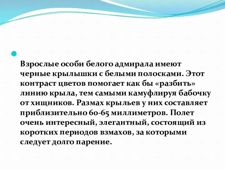 Взрослые особи белого адмирала имеют черные крылышки с белыми полосками.