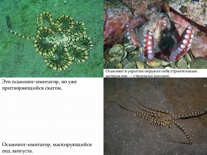 Это осьминог-имитатор, но уже притворяющийся скатом. Осьминог-имитатор, маскирующийся под лангуста.