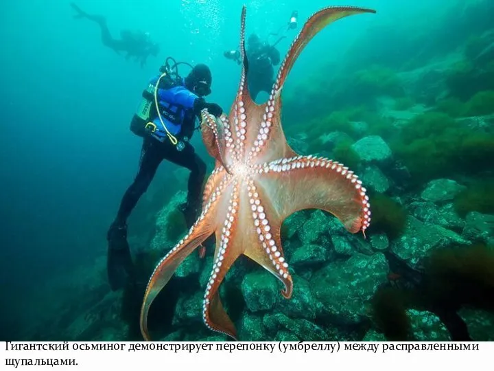 Гигантский осьминог демонстрирует перепонку (умбреллу) между расправленными щупальцами.