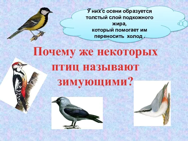 Давайте познакомимся с птицами, которые осенью никуда не улетают, зимуют