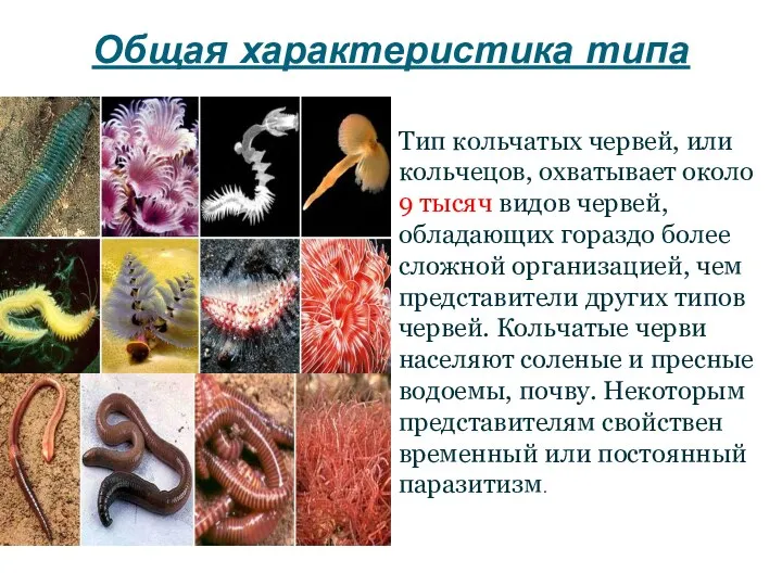 Общая характеристика типа Тип кольчатых червей, или кольчецов, охватывает около 9 тысяч видов