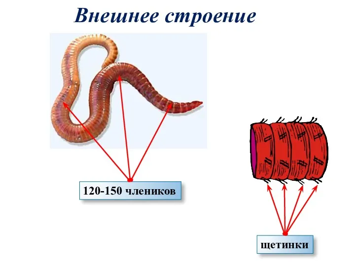 Внешнее строение