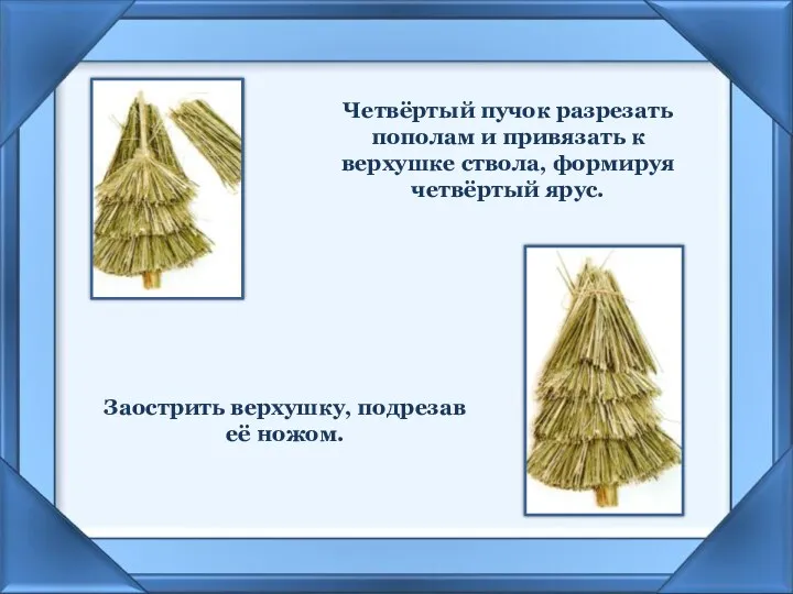 Четвёртый пучок разрезать пополам и привязать к верхушке ствола, формируя четвёртый ярус.