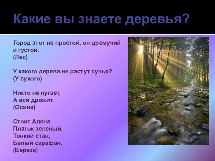 Какие вы знаете деревья? Город этот не простой, он дремучий и густой. (Лес)